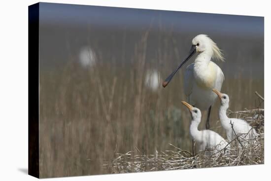 Spoonbill (Platalea Leucorodia) at Nest with Two Chicks, Texel, Netherlands, May 2009-Peltomäki-Premier Image Canvas