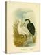 Spotless Egret or Little Egret, 1891-Gracius Broinowski-Premier Image Canvas