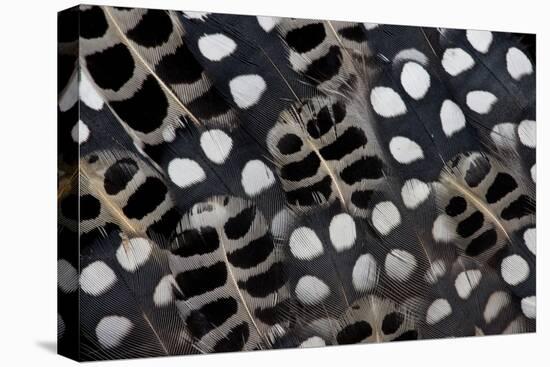 Spots of White on Mearns Quails Feather Design-Darrell Gulin-Premier Image Canvas