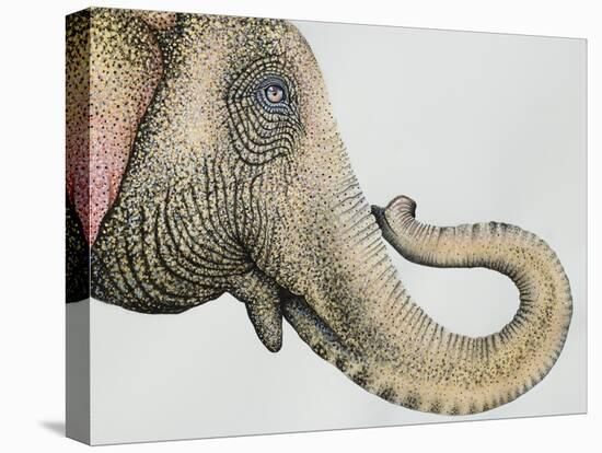 Spotted Asian Elephant 2-Michelle Faber-Premier Image Canvas