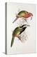 Spotted Bill Aracari-Edward Lear-Premier Image Canvas