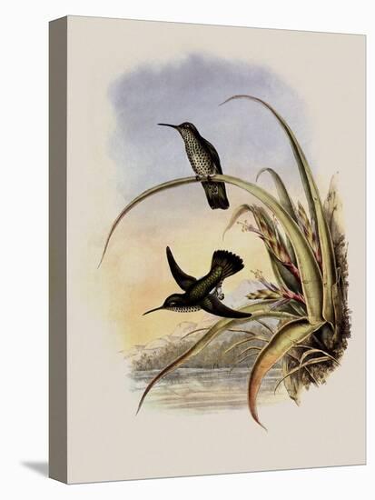 Spotted-Breasted Hummingbird, Aphantochroa Hyposticta-John Gould-Premier Image Canvas