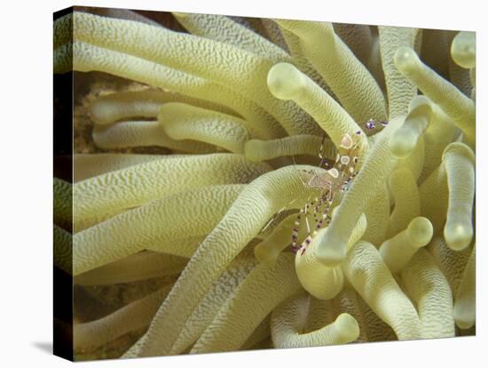 Spotted Cleaner Shrimp in Giant Anemone, Bonaire, Carribean Sea, Central America-Murray Louise-Premier Image Canvas