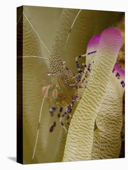 Spotted Cleaner Shrimp on Pink Tipped Anemone in Curacao-Stocktrek Images-Premier Image Canvas