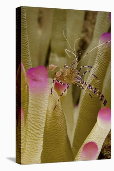 Spotted Cleaner Shrimp on Pink Tipped Anemone in Curacao-Stocktrek Images-Premier Image Canvas