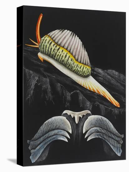 Spotted Cowrie-Philip Henry Gosse-Premier Image Canvas