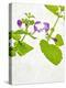 Spotted Deadnettle, Lamium Maculatum, Leaves, Green, Blossom, Pink, Rose-Axel Killian-Premier Image Canvas