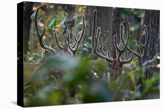 spotted deer herd in the forest, with just their antlers visible-karine aigner-Premier Image Canvas