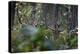 spotted deer herd in the forest, with just their antlers visible-karine aigner-Premier Image Canvas