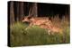 spotted deer, small herd leaping through grass, nepal-karine aigner-Premier Image Canvas