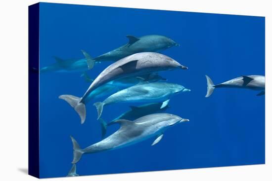 Spotted dolphin (Stenella frontalis) bowriding, Azores, Portugal, Atlantic-Christopher Swann-Premier Image Canvas