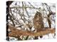 Spotted eagle owl , Kgalagadi Transfrontier Park, Kalahari, Northern Cape, South Africa, Africa-Christian Kober-Premier Image Canvas