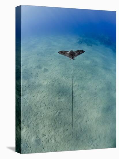 Spotted Eagle Ray (Aetobatis Narinari) Juvenile over Sandy Ocean Floor, from Above, Naama Bay-Mark Doherty-Premier Image Canvas