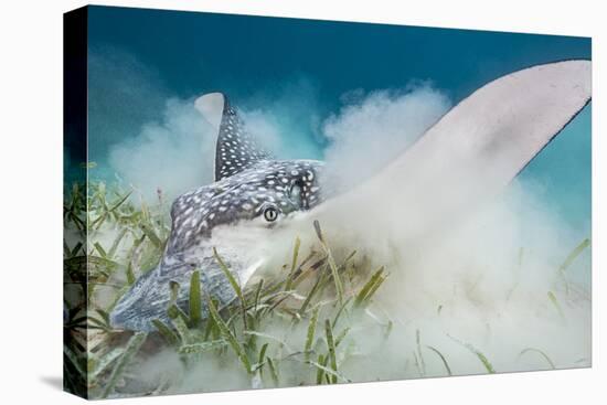 Spotted Eagle Ray (Aetobatus Narinari) Feeding by Digging-Alex Mustard-Premier Image Canvas