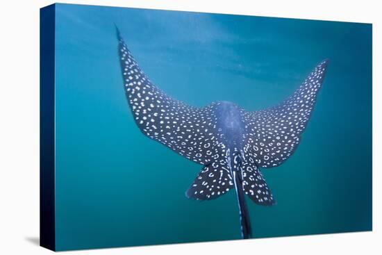 Spotted Eagle Ray (Aetobatus Narinari) Underwater, Leon Dormido Is, San Cristobal Island, Ecuador-Michael Nolan-Premier Image Canvas