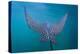 Spotted Eagle Ray (Aetobatus Narinari) Underwater, Leon Dormido Is, San Cristobal Island, Ecuador-Michael Nolan-Premier Image Canvas