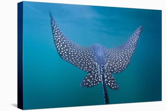 Spotted Eagle Ray (Aetobatus Narinari) Underwater, Leon Dormido Is, San Cristobal Island, Ecuador-Michael Nolan-Premier Image Canvas