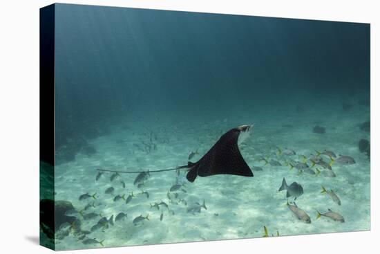 Spotted Eagle Ray, Hol Chan Marine Reserve, Belize-Pete Oxford-Premier Image Canvas