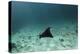 Spotted Eagle Ray, Hol Chan Marine Reserve, Belize-Pete Oxford-Premier Image Canvas