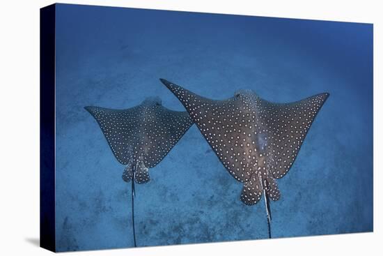 Spotted Eagle Rays Swim over the Seafloor Near Cocos Island, Costa Rica-Stocktrek Images-Premier Image Canvas