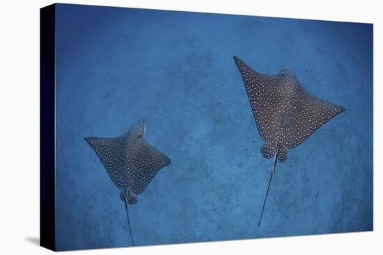 Spotted Eagle Rays Swim over the Seafloor Near Cocos Island, Costa Rica-Stocktrek Images-Premier Image Canvas