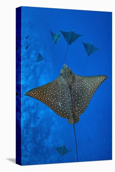 Spotted eagle rays swimming above reef drop off, Maldives-Alex Mustard-Premier Image Canvas
