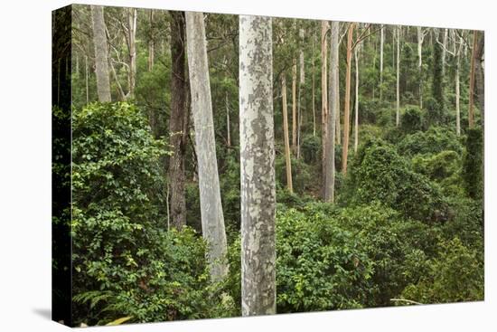 Spotted Gum Tree Forest in Murramarang National Park-Paul Souders-Premier Image Canvas