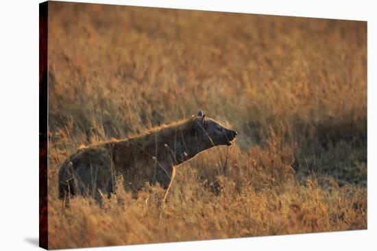 Spotted hyena (Crocuta crocuta), Serengeti National Park, Tanzania, East Africa, Africa-Ashley Morgan-Premier Image Canvas