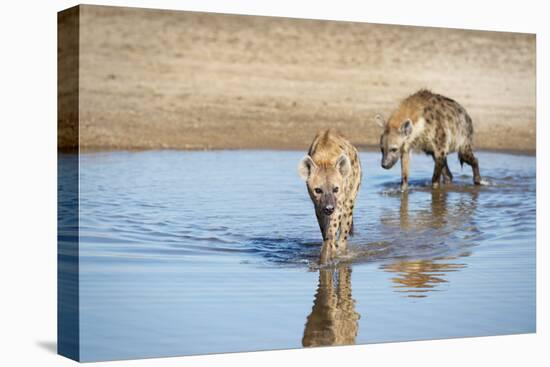 Spotted Hyena (Crocuta Crocuta), Zambia, Africa-Janette Hill-Premier Image Canvas