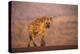 Spotted hyena (Crocuta crocuta), Zimanga private game reserve, KwaZulu-Natal-Ann and Steve Toon-Premier Image Canvas