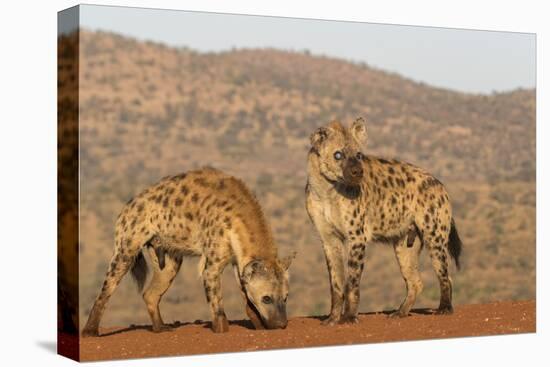 Spotted hyena (Crocuta crocuta), Zimanga private game reserve, KwaZulu-Natal-Ann and Steve Toon-Premier Image Canvas