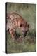 Spotted Hyena Feeding on Prey-DLILLC-Premier Image Canvas