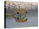 Spotted Hyena in Lake Nakuru, Lake Nakuru National Park-James Hager-Premier Image Canvas