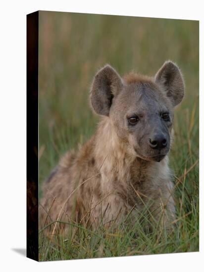 Spotted Hyena, Mombo Area, Chief's Island, Okavango Delta, Botswana-Pete Oxford-Premier Image Canvas