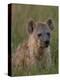 Spotted Hyena, Mombo Area, Chief's Island, Okavango Delta, Botswana-Pete Oxford-Premier Image Canvas