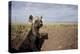 Spotted Hyena Pup-null-Premier Image Canvas