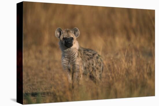 Spotted Hyena Pup-null-Premier Image Canvas