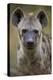 Spotted Hyena (Spotted Hyaena) (Crocuta Crocuta), Kruger National Park, South Africa, Africa-James Hager-Premier Image Canvas