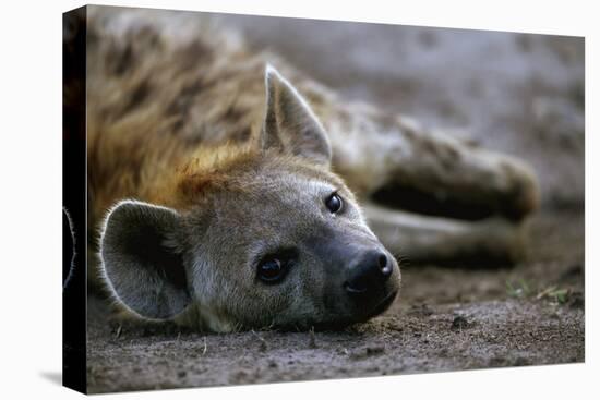 Spotted Hyena-Paul Souders-Premier Image Canvas