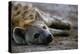 Spotted Hyena-Paul Souders-Premier Image Canvas