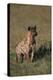 Spotted Hyena-DLILLC-Premier Image Canvas