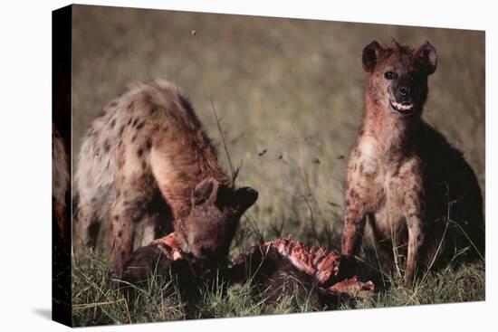 Spotted Hyenas Feeding on Carcass-DLILLC-Premier Image Canvas