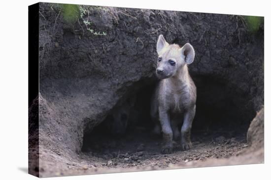 Spotted Hyenas Looking out from Den-DLILLC-Premier Image Canvas