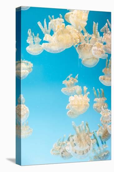 Spotted Lagoon Jelly, Golden Medusa, Mastigias Papua-steffstarr-Premier Image Canvas