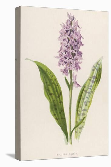 Spotted Orchis-F. Edward Hulme-Premier Image Canvas