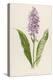 Spotted Orchis-F. Edward Hulme-Premier Image Canvas