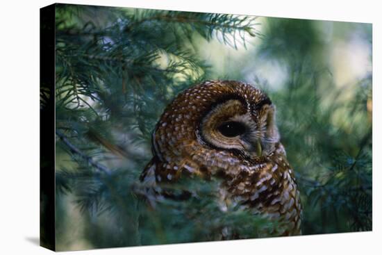 Spotted Owl-null-Premier Image Canvas