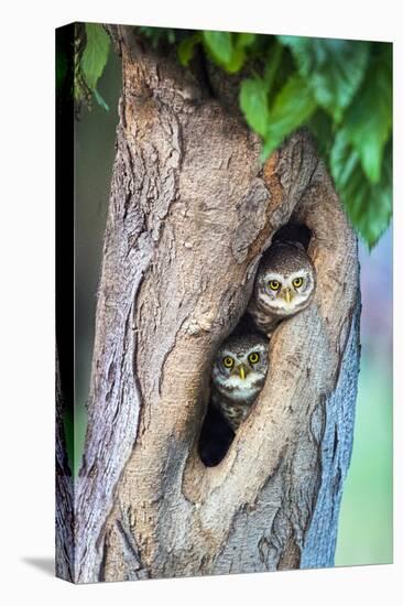 Spotted owlets (Athene brama) in tree hole, India-Panoramic Images-Premier Image Canvas