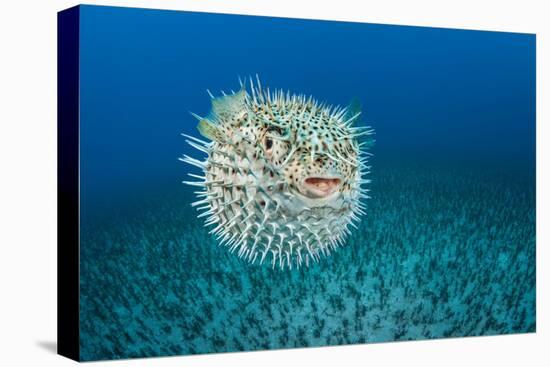 Spotted porcupinefish, inflated with seawater, Hawaii-David Fleetham-Premier Image Canvas