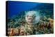 Spotted porcupinefish swimming over a reef, Hawaii-David Fleetham-Premier Image Canvas